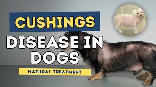 Cushings Disease in Dogs Natural Treatment [upl. by Samot766]