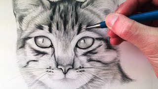 How to Draw a Cat [upl. by Woodall255]