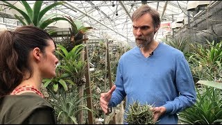 Tillandsia Tour  Utrecht Botanic Gardens Part 1  Plant One On Me — Ep 086 [upl. by Nonnarb407]