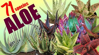 71 ALOE SPECIES  HERB STORIES [upl. by Tema]