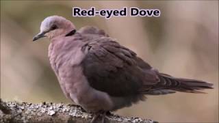 7 dove calls of the Eastern Cape [upl. by Lyred]