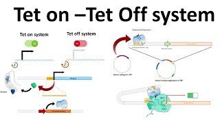 Tet on Tet off system [upl. by Ecela]