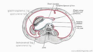 Peritoneal Cavity  Part 3  Anatomy Tutorial [upl. by Ioab]