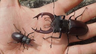 Lucanus cervus  Variation [upl. by Arahsal291]