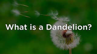 What is a Dandelion PK  2nd Grade [upl. by Eniamor114]