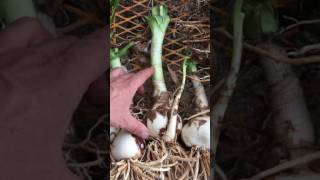 How To Plant Bare Root Crinum Lilies [upl. by Domineca]