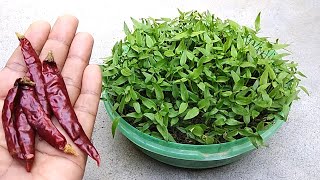 Grow chilli easily from dry chilli  Easy seed germination [upl. by Sorcha217]