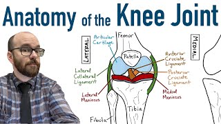 Anatomy of the Knee Joint [upl. by Lotson]