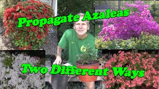 Learn how to Propagate Azaleas [upl. by Gader310]