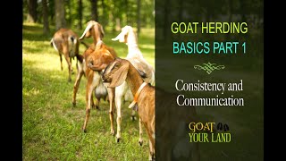 GOAT HERDING BASICS PART 1 [upl. by Yolanthe]