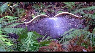 The Fanciest Bird in the World Superb Lyrebird [upl. by Eidlog958]