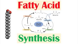 Fatty Acid Synthesis Pathway Overview Enzymes and Regulation [upl. by Rainah956]