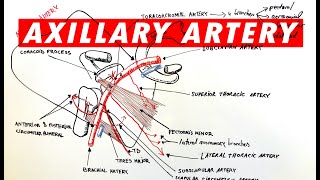 Anatomy  Axillary artery branches [upl. by Artkele4]