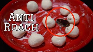 DIY Natural Cockroach Killer using Boric Acid  How to get rid of cockroaches and lizards [upl. by Acissev81]