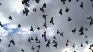 pigeons flying  sound effect [upl. by Initsed]