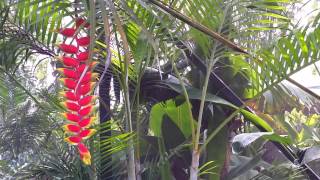 Heliconia rostrata  Hanging Lobster Claw Tropical Flower  Bird of Paradise [upl. by Oidgime]