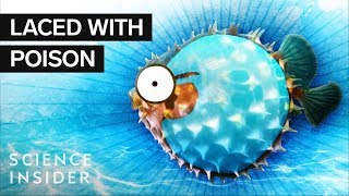 What’s Inside A Puffer Fish [upl. by Enilasor965]