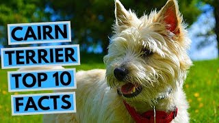 Cairn Terrier  TOP 10 Interesting Facts [upl. by Lamoureux]