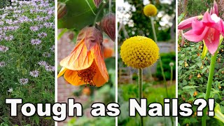 15 Easy to Grow at home Perennial Plants  survived heat drought  neglect in humid zone 8 garden [upl. by Dukie]