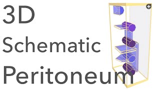 Peritoneum  3D Schematic Anatomy amp Relations [upl. by Halika]