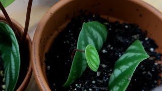 Watermelon Peperomia Complete Care  Propagation Guide [upl. by Chelsea]