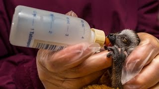 Baby Lemur Being Handraised [upl. by Joshua918]