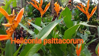 Heliconia plant caring How to propagate EP17 [upl. by Ivad]