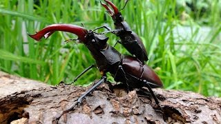 Lucanus cervus cervus  Piggyback  Huckepack [upl. by Cesaro102]