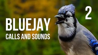 Blue Jay calls and sounds Part 2 [upl. by Htrowslle]