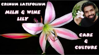 Milk amp Wine Lily Flower Crinum latifolium  Care and Culture  Nandanam Exotics  By Nirmal kumar [upl. by Aimik906]