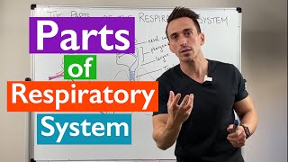 LearnVisible Body  Pulmonary Ventilation [upl. by Arema]