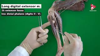 Craniolateral Muscles of the Crus in the Dog [upl. by Ainerol4]