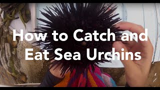 How to Catch and Eat Sea Urchins [upl. by Rekrap]