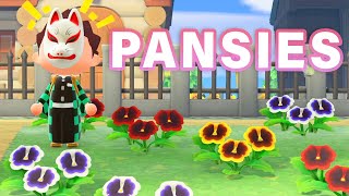 How to BREED Every PANSY Hybrid  Guide ► Animal Crossing New Horizons [upl. by Barcot30]