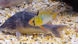 Brochis Multiradiatus Corydoras [upl. by Pyszka]