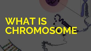 What is chromosome in simple words [upl. by Massimo]