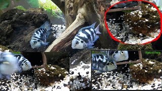 Convict cichlids breeding Eggs hatching and taking care of the new born fry [upl. by Akahc580]