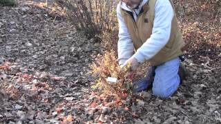 Pruning Potentilla [upl. by Vona]