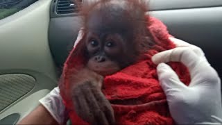 Baby Orangutan Panenga arrived at BOSF Nyaru Menteng [upl. by Payton606]