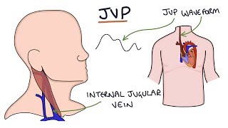 Understanding Jugular Venous Pressure JVP [upl. by Silloh]