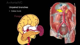 Retroperitoneal space and Retroperitoneal organs [upl. by Alym790]