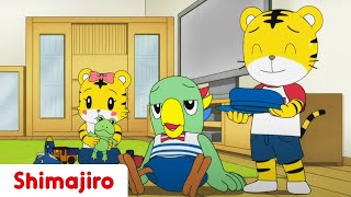 Young Sibling Education 👀 Brother amp Sister  Kids videos for kids  Shimajiro [upl. by Kory183]