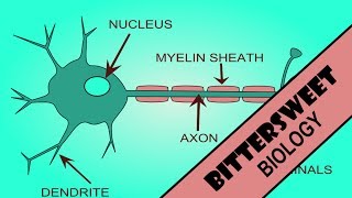 Action Potential Explained  The Neuron [upl. by Flieger]