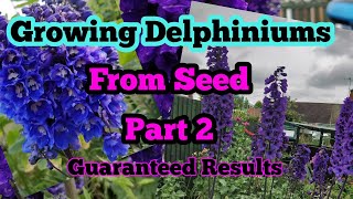 Growing DELPHINIUMS from seed part 2 [upl. by Chrisoula]