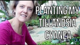 Planting My Tillandsia Cyanea [upl. by Corry]