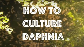 How To Culture Daphnia Magna [upl. by Laeira]