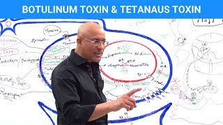 Tetanus Prevention Symptoms Treatment and More [upl. by Lletram202]