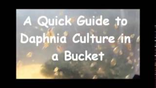 How to culture daphnia outside [upl. by Borlow423]