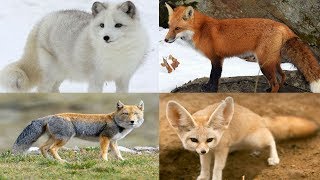 All Fox Species Genus Vulpes  Species List [upl. by Plusch]