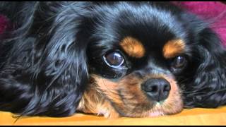 Cavalier King Charles Spaniel [upl. by Annav336]